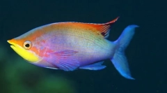 Ako ryby vedia, kde plaviť sa